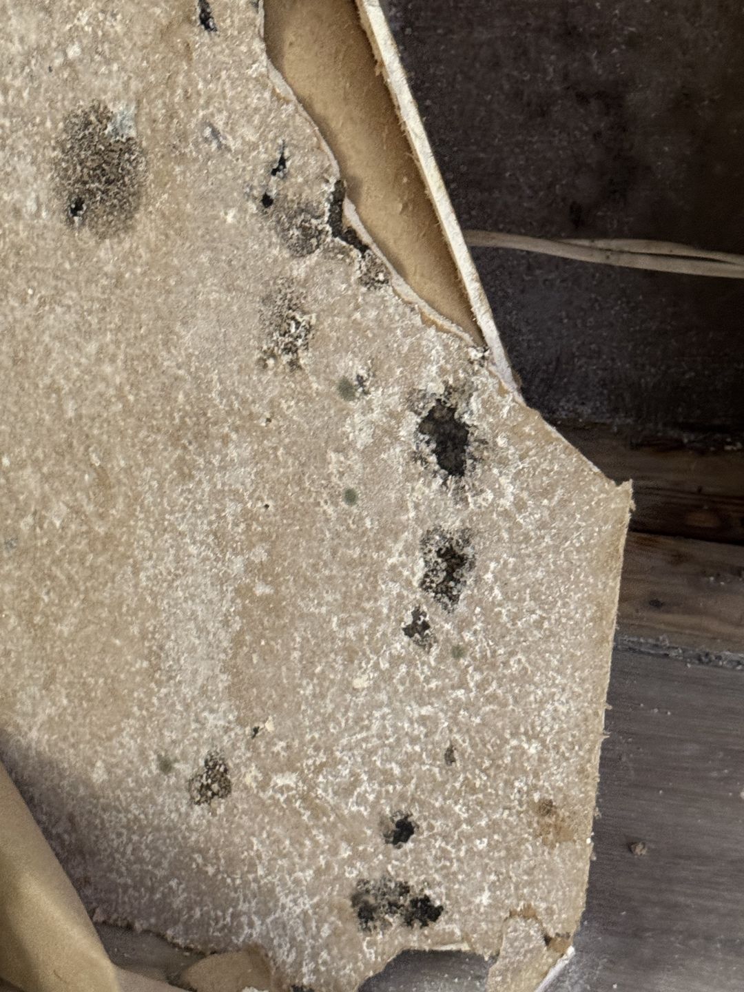 The back of a cut-out piece of drywall covered in growth