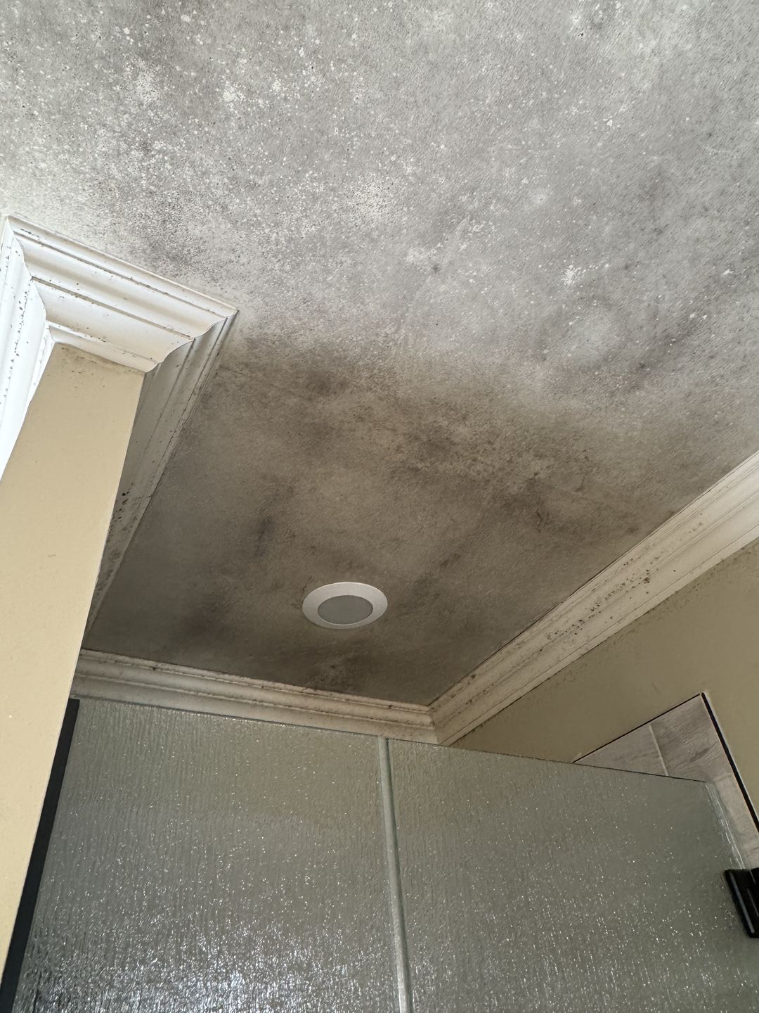 Gray haze of growth across a bathroom ceiling above a glass shower