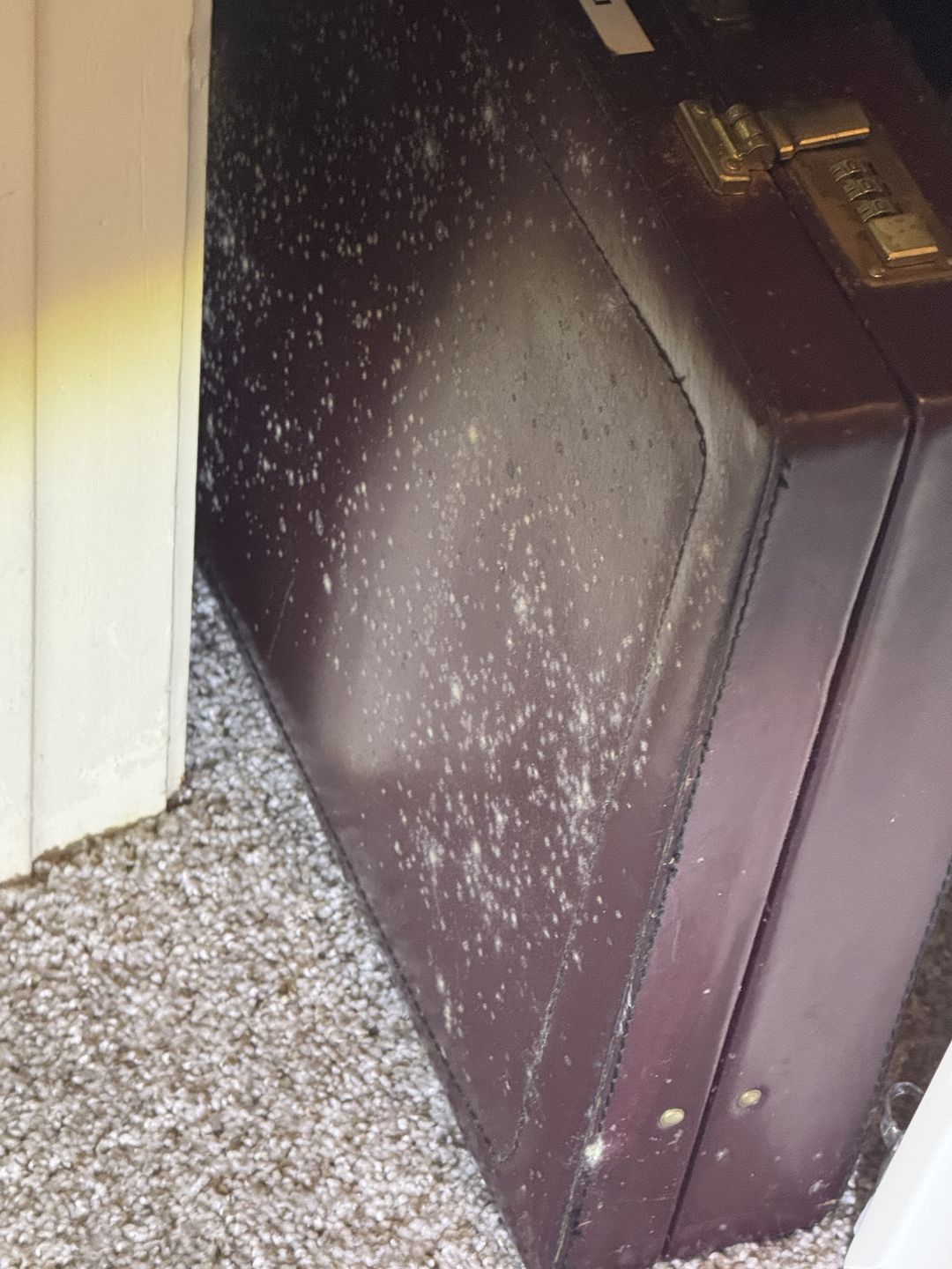 White growth on a briefcase sitting on carpet