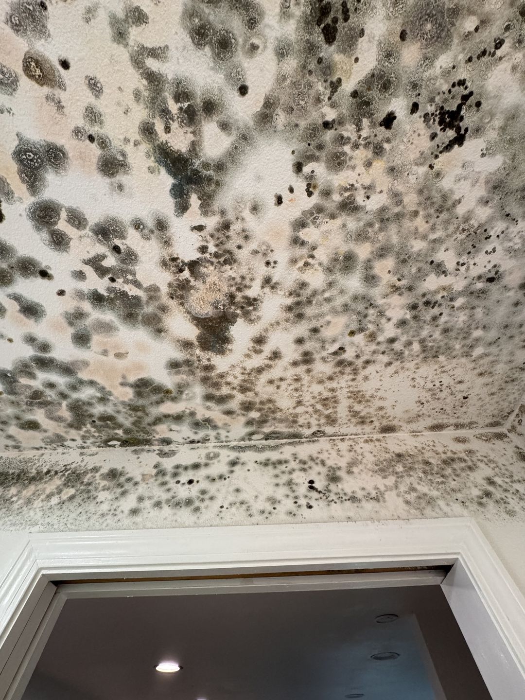 Dense colonies of growth across a ceiling above a doorway