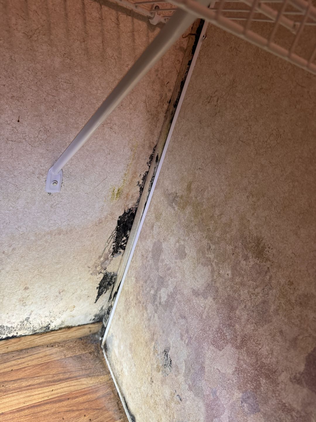 Black growth down a closet corner behind the shelving