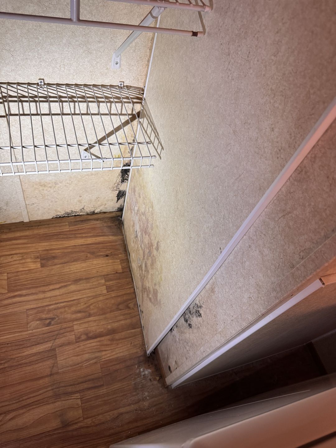Growth and staining on closet walls