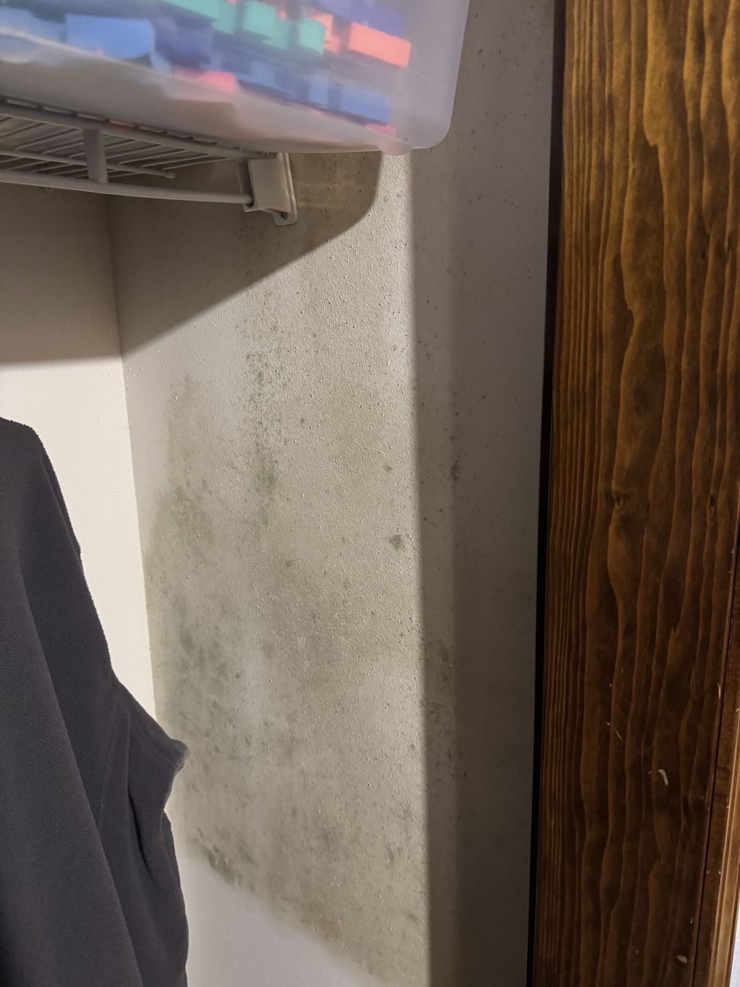 Green growth on a closet wall beneath a shelf