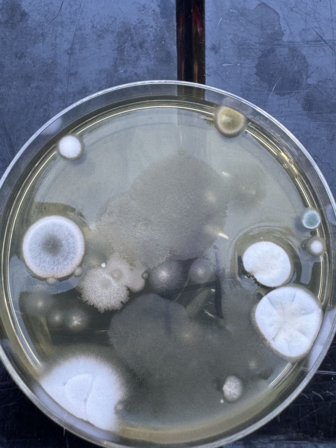 Colonies grown out on a petri dish