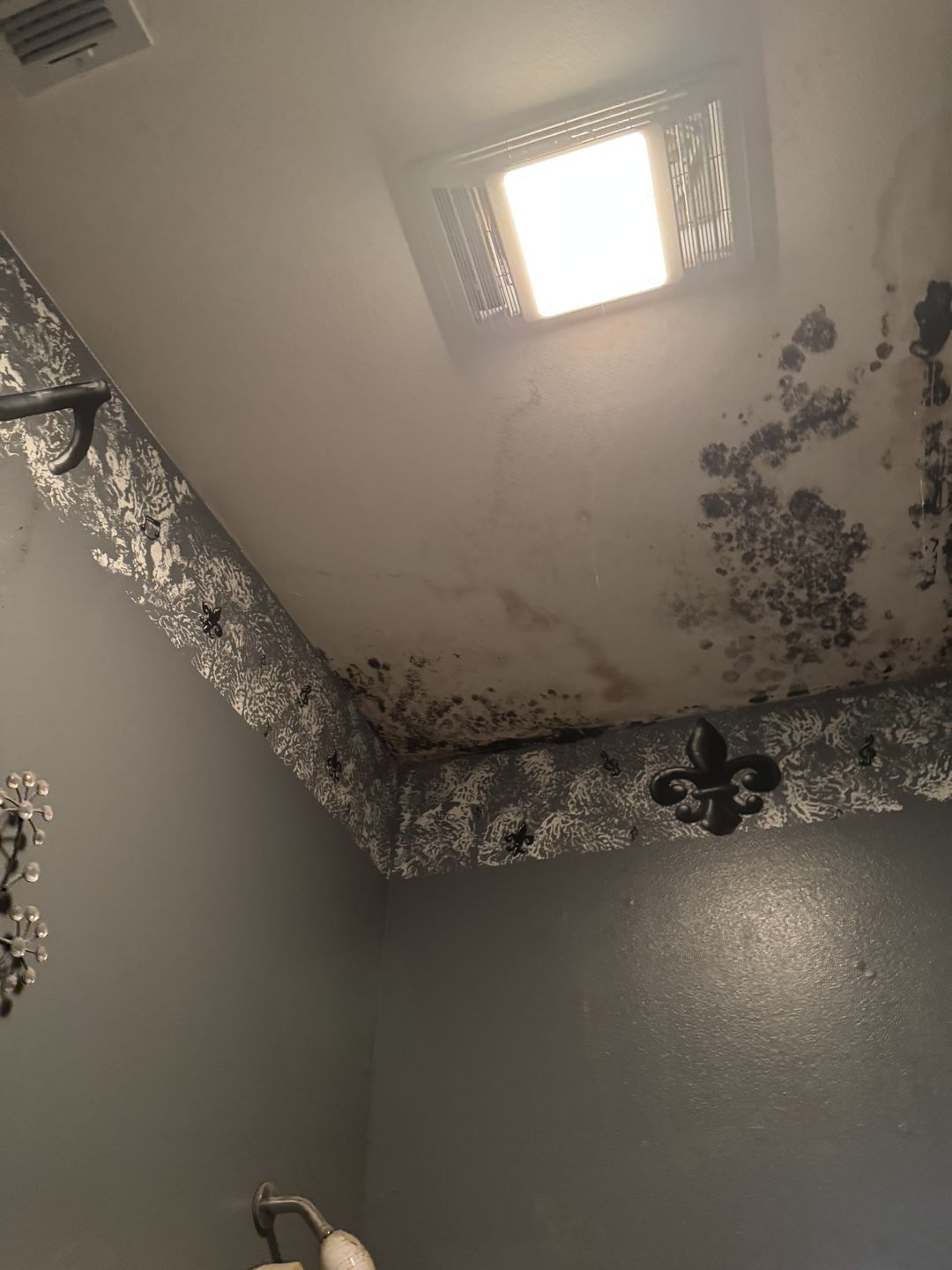 Growth along the ceiling edge of a small bathroom, around the exhaust fan