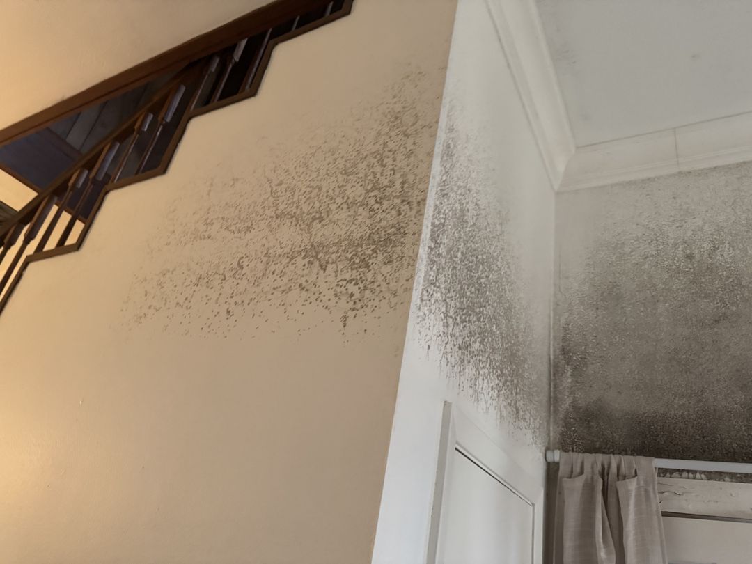 Growth spreading up a stairwell wall and into the corner