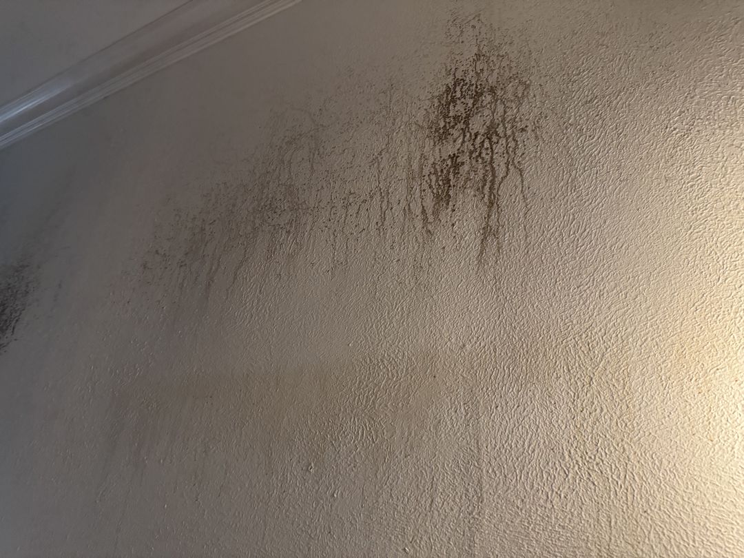 Dark growth streaking down a textured wall