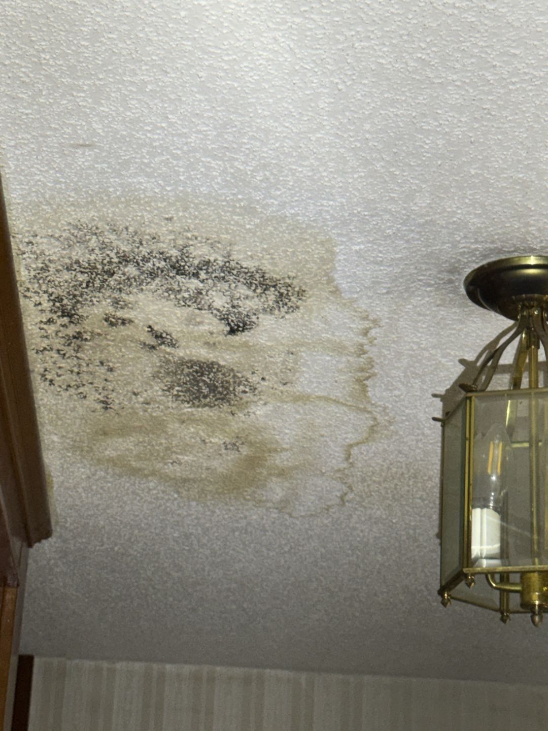 Black growth inside a water stain beside a ceiling light