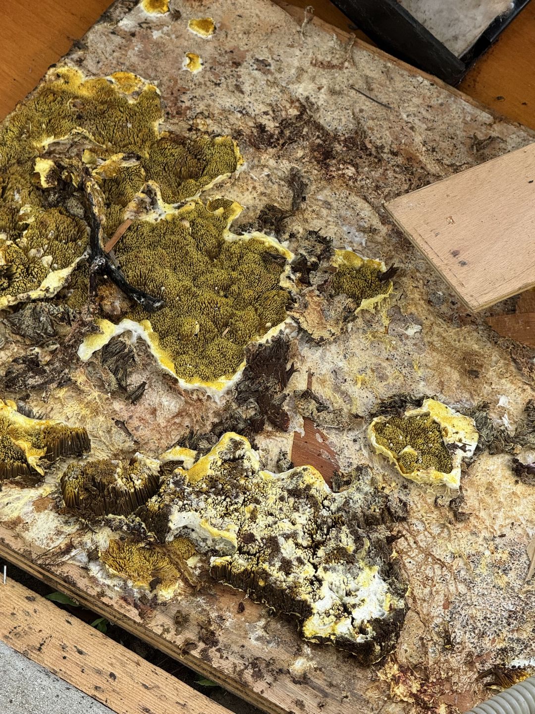 Yellow fungal growth across a removed subfloor panel