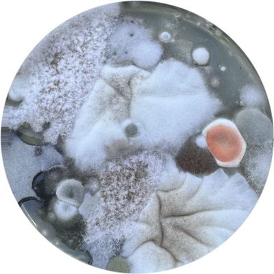 Mold growth on a test plate