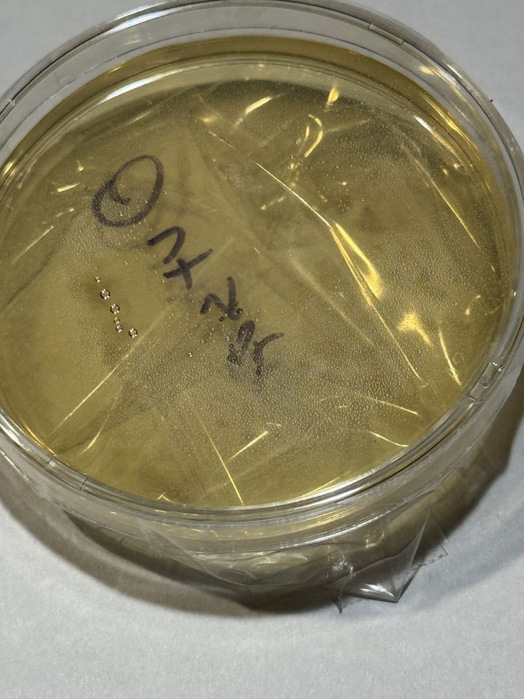 The outdoor plate at 24 hours, medium still clear