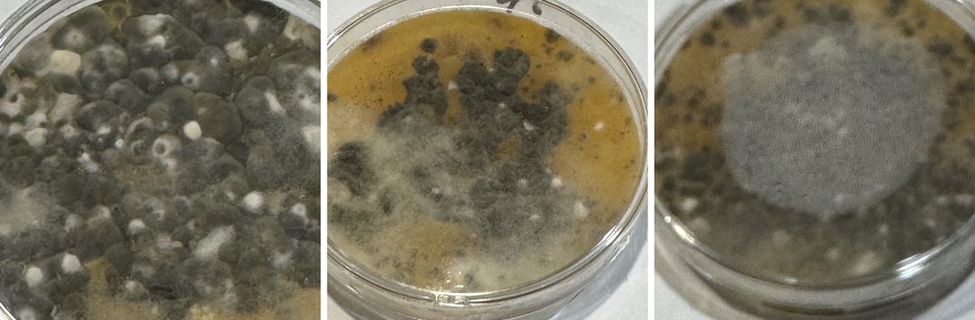 Three mold test plates at 96 hours, all heavily grown: a swab from before the sun, one after two days in full sun, and one from the shade